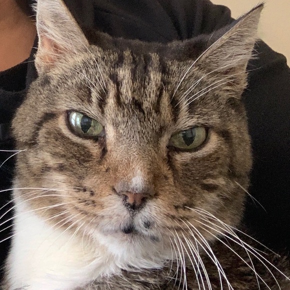 Meet your Posher, Yvette - Picture 1 of 1